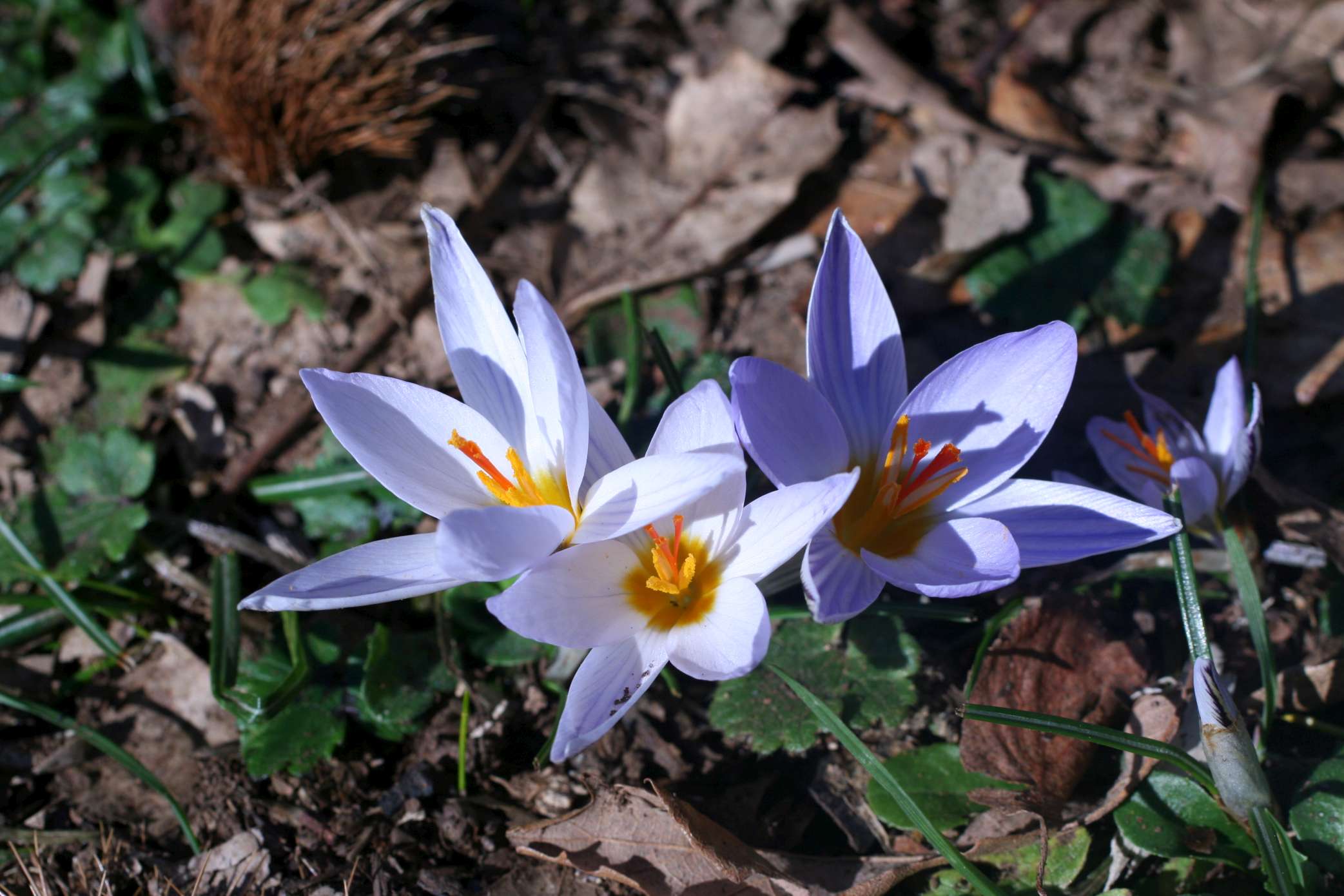 Crocus biflorus